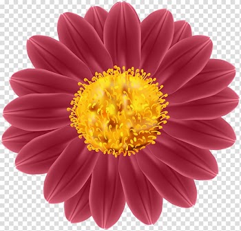 Transvaal daisy Cut flowers Industry , flower transparent background PNG clipart