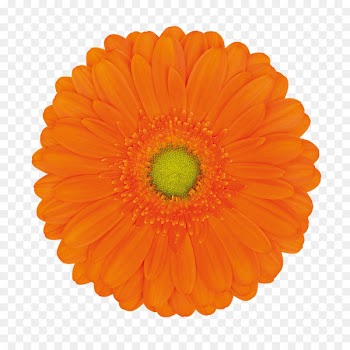 Transvaal daisy Cut flowers Orange Color - flower 
