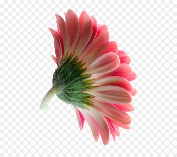 Transvaal daisy Cut flowers Petal Photography - flower 