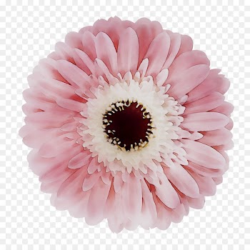 Transvaal daisy Cut flowers Pink M RTV Pink -  