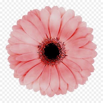 Transvaal daisy Cut flowers Poster Brochure -  