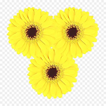 Transvaal Daisy, Cut Flowers, Pot Marigold, Yellow, Gerbera PNG