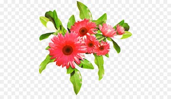 Transvaal Daisy, Floral Design, Cut Flowers, Flower, Flowering Plant PNG