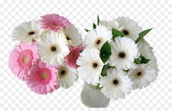 Transvaal daisy Flower bouquet Desktop Wallpaper Desktop environment - blossoms 