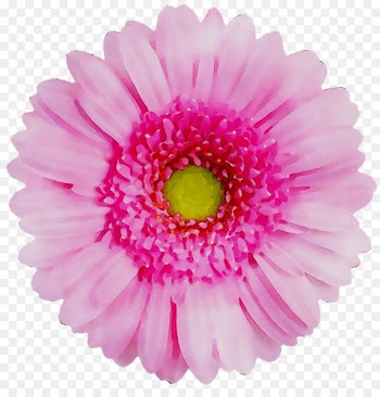Transvaal daisy Flower Chrysanthemum Red Yellow -  
