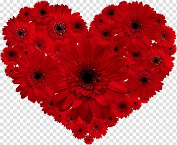 Transvaal daisy Flower Red Heart Valentine's Day, pomo transparent background PNG clipart