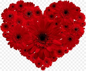 Transvaal daisy Flower Red Heart Valentine's Day - pomo vector 