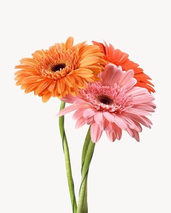 Transvaal daisy isolated on off white | Free Photo - rawpixel