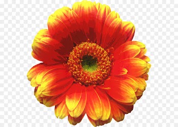 Transvaal Daisy, Istock, Stock Photography, Flower, Flowering Plant PNG