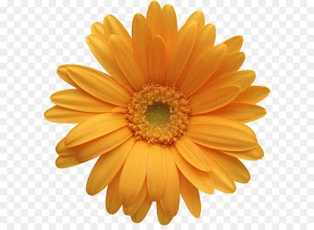 Transvaal daisy Orange Common daisy iStock Clip art - Orange Gerber Daisy Clipart 