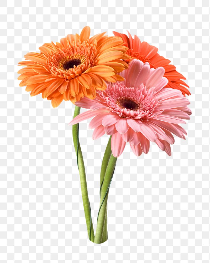 Transvaal daisy png sticker, transparent | Free PNG - rawpixel