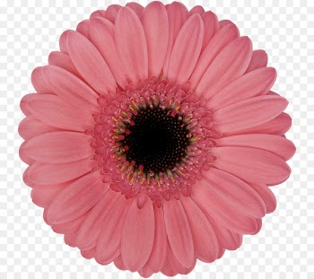 Transvaal daisy Product Assortment strategies Flower Floristry - babbles pattern 