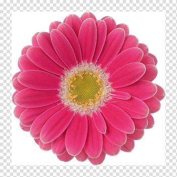 Transvaal daisy Zinnia Cut flowers Dahlia, flower transparent background PNG clipart