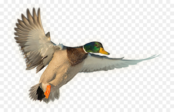 Travel Water png download - 835*576 - Free Transparent Mallard png ...