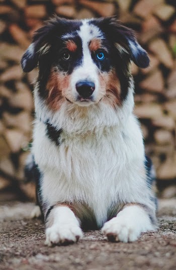 Travelbuddy. Australian Shepherd. Aussi. 
