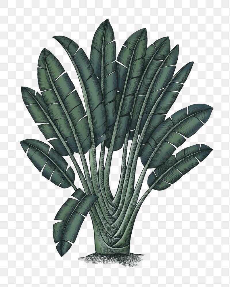 Travelers palm png plant sticker, | Free PNG - rawpixel