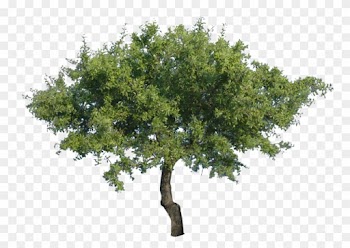 Tree 2 By Bupaje - Tree Png