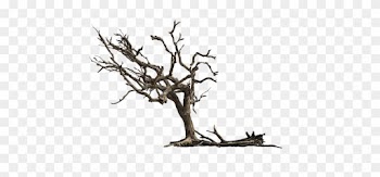 Tree-3417631 340 - Tree