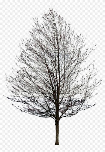 Tree 50 Png By Gd08 - Maple Tree No Leaves