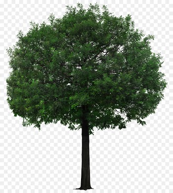 Tree - A little tan tree picture material 