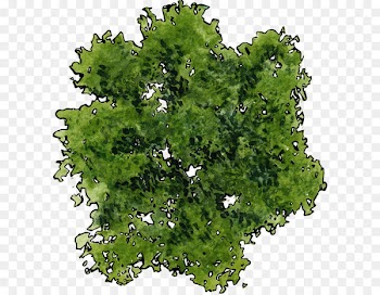 Tree - A top view of a green tree 
