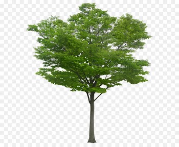 Tree - A tree 
