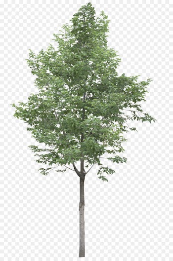 Tree Acer campestre Stock photography Clip art - trees 