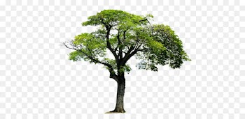 Tree Acrylonitrile butadiene styrene Monomer 1,3-Butadiene - Trees,Trees,Landscape tree 