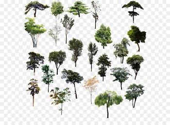 Tree Adobe Illustrator - Trees psd material 