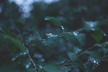 Tree after the rain