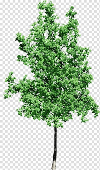 Tree Alpha compositing , leaves watercolor transparent background PNG clipart