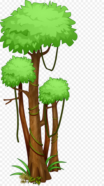 Tree Amazon rainforest Jungle Tropical rainforest - jungle 