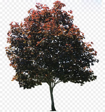Tree American sycamore Pixel - Browse And Download Tree Png Pictures 