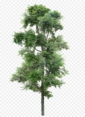 Tree - arbol 