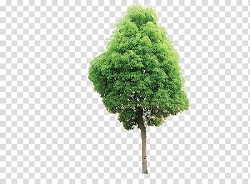 Tree Architectural engineering Concrete Plastic Information, tree transparent background PNG clipart