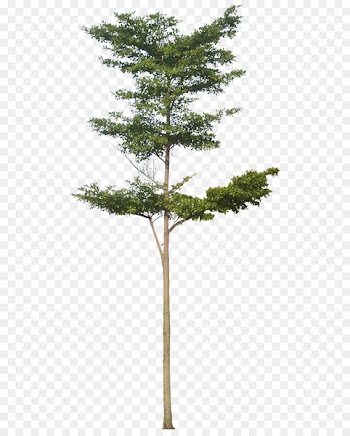Tree Architectural rendering Baobab Clip art - Vector Pohon Png 