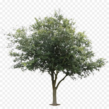 Tree Architecture Oak Black locust Deciduous - orange tree 