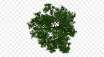 Tree Architecture Plant Project - tree plan 