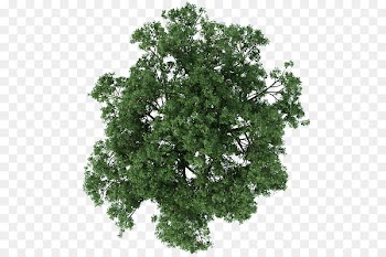 Tree Architecture Texture mapping - tree plan 