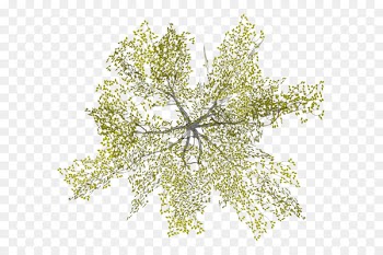 Tree Architecture - tree top view 