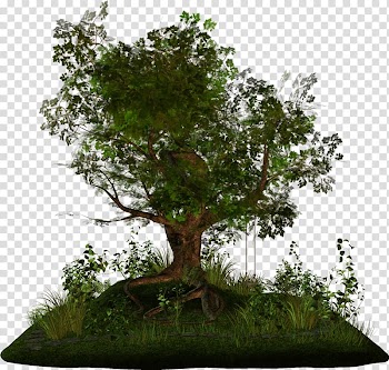 Tree Arecaceae Branch Bonsai, fir-tree transparent background PNG clipart