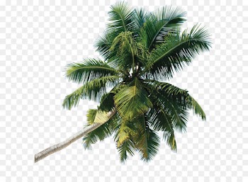 Tree Arecaceae - Palm tree 