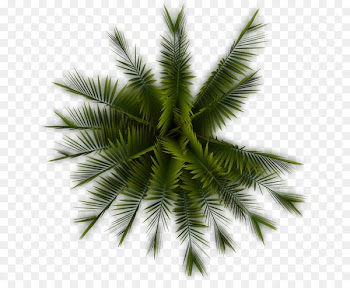 Tree Arecaceae Plant Clip art - Palm Tree 