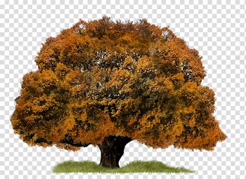 Tree Aspen, tree transparent background PNG clipart