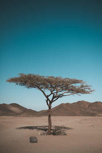 Tree At The Desert