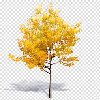 Tree Autodesk Revit Woody plant Building information modeling, arboles transparent background PNG clipart