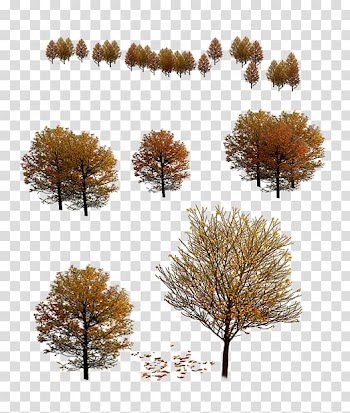 Tree Autumn, Autumn Colors transparent background PNG clipart