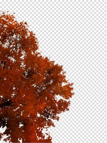 Tree Autumn Branch, fall transparent background PNG clipart