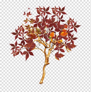 Tree Autumn Euclidean , Autumn Tree transparent background PNG clipart