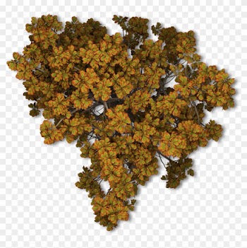 Tree Autumn Leaf Color Plant - Antarctic Flora